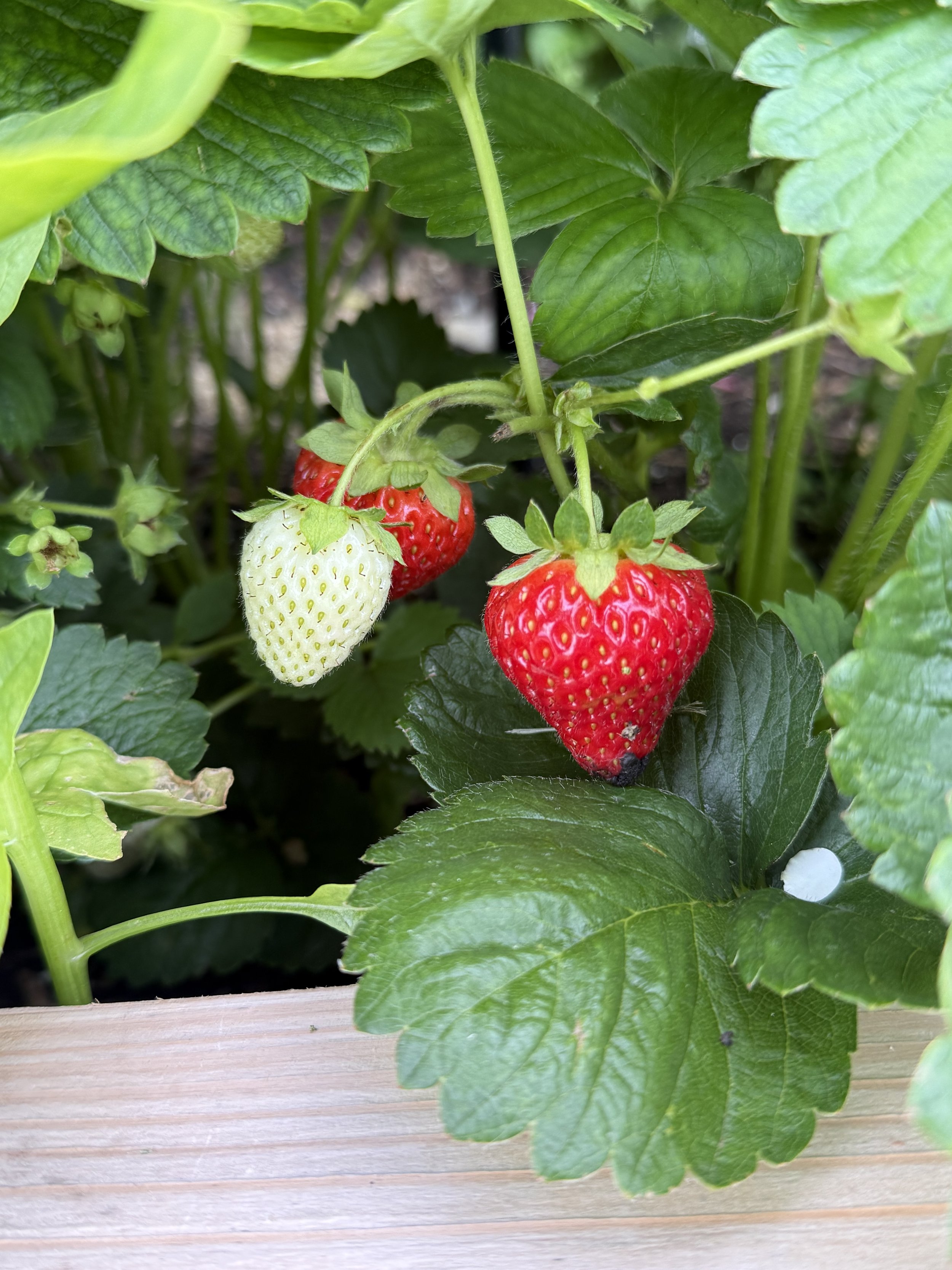 A close-up image of a strawberry plant with one ripe red strawberry, a white unripe strawberry, green leaves, and stems on a wooden surface.