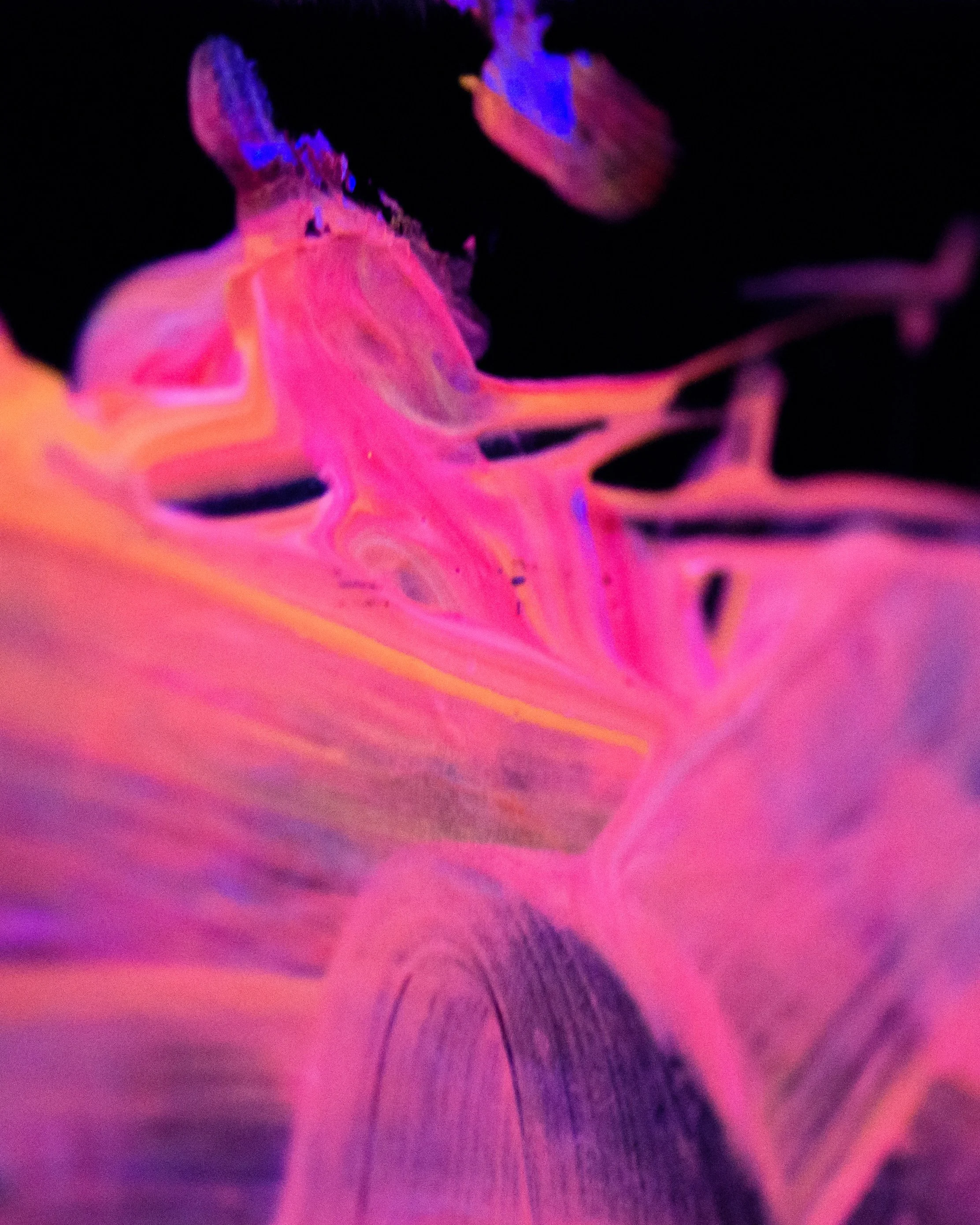 ninichronic_dm_p15_79_3596.jpg
