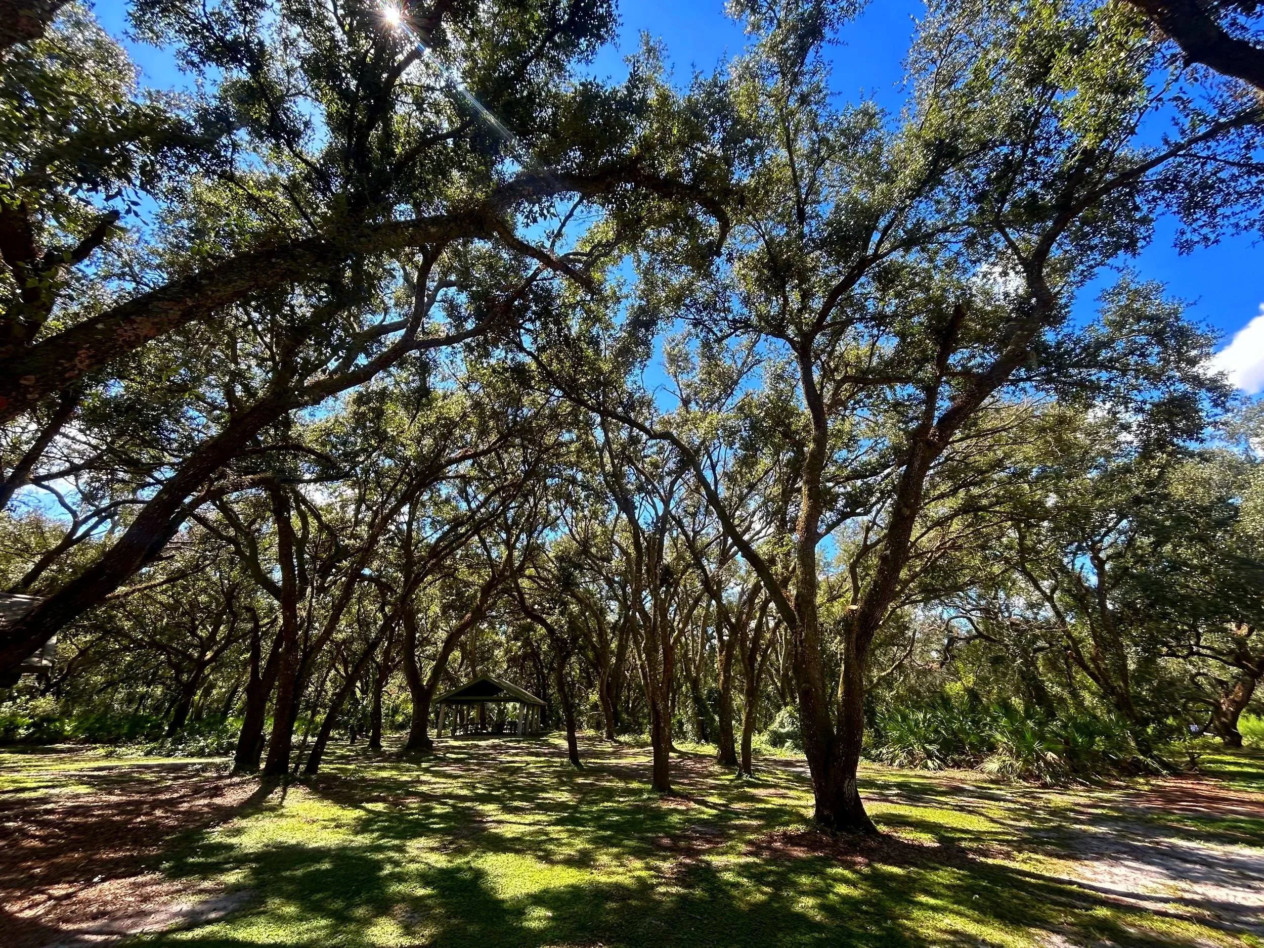 Tall trees with thick branches and green leaves casting shadows on a grassy area under a bright blue sky with sunlight at Withlacoochee River Park in Pasco County, Florida.