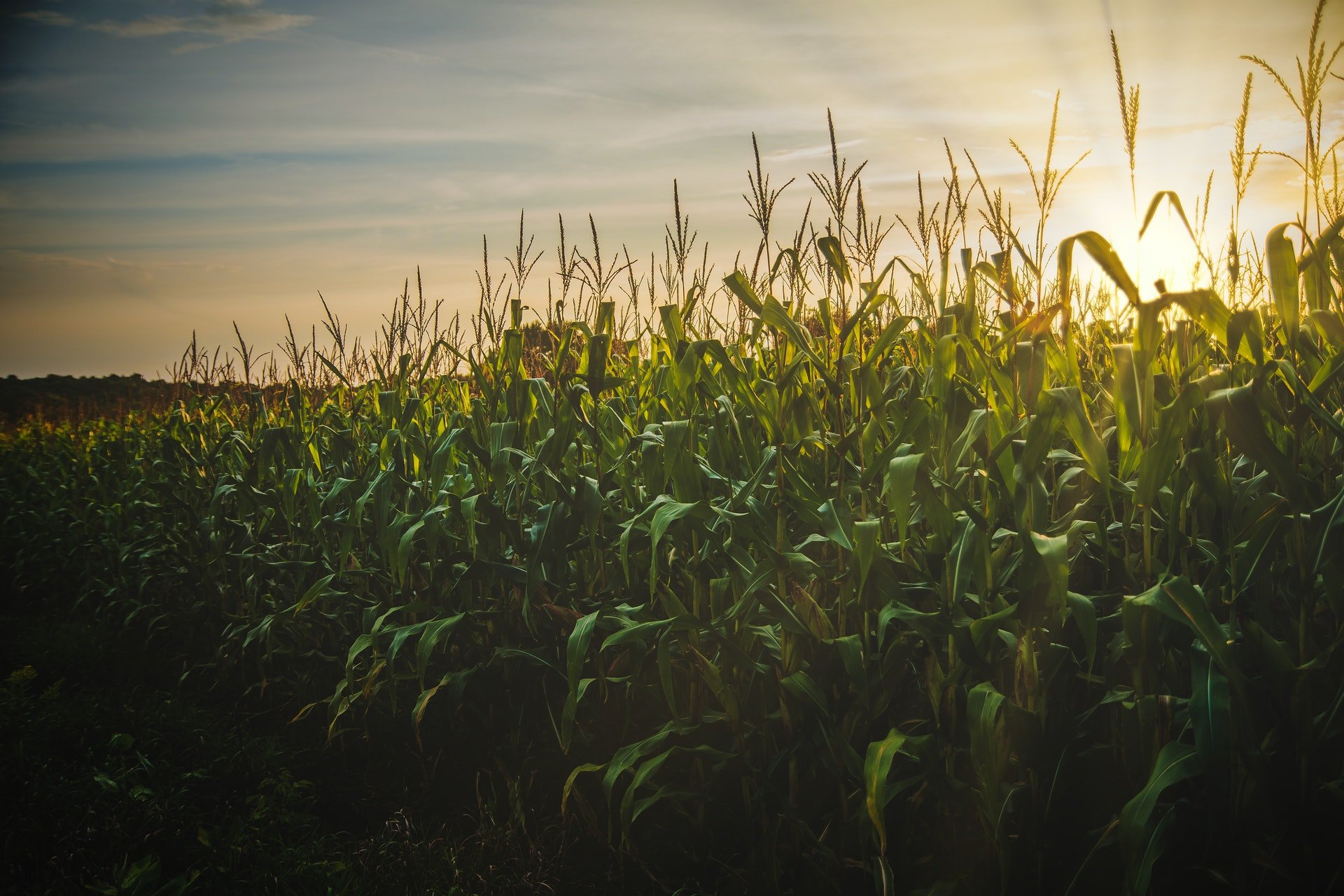 A cornfield at sunset with tall green cornstalks and a sky with streaks of clouds