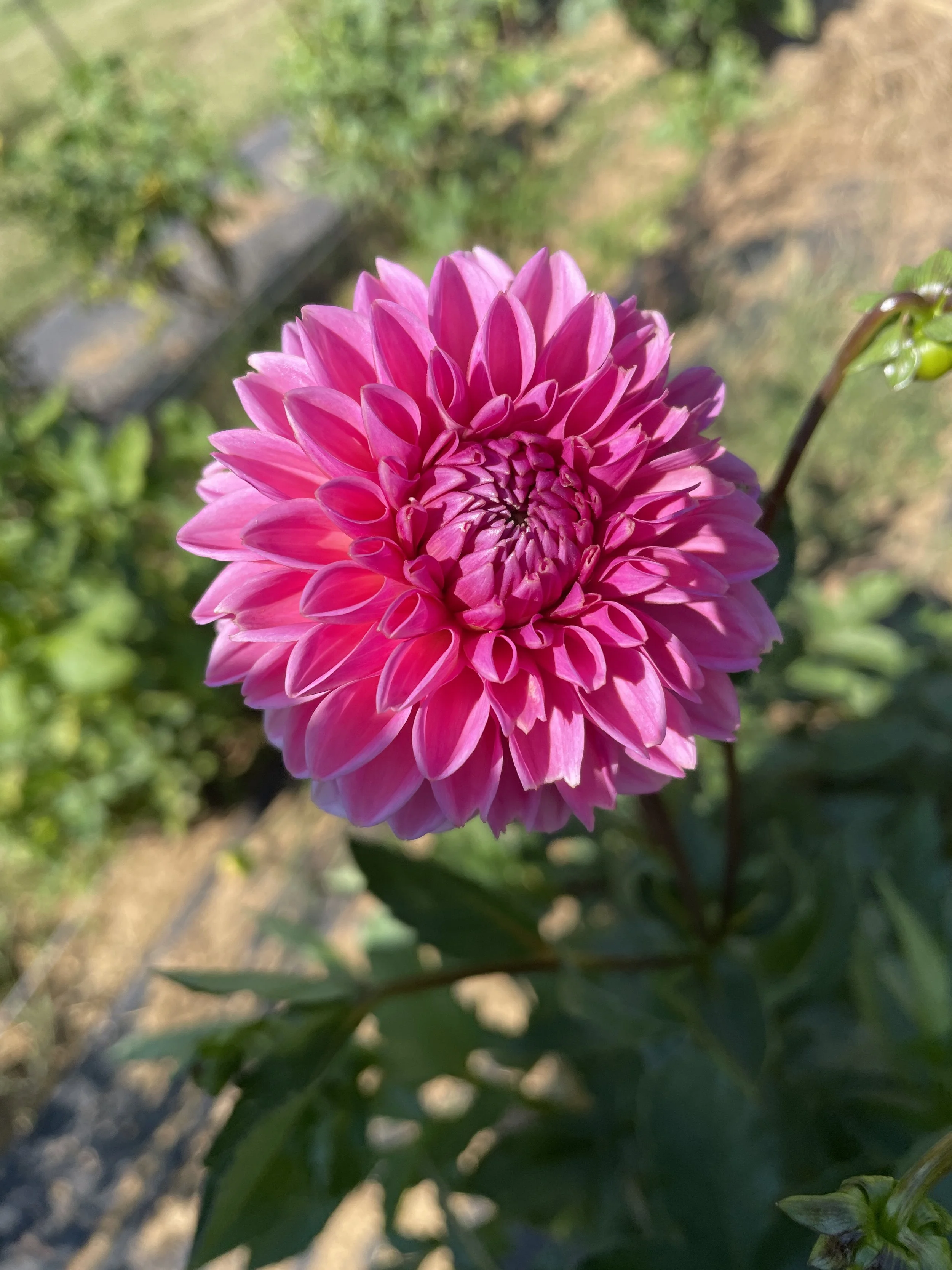 IMG_5221.jpeg