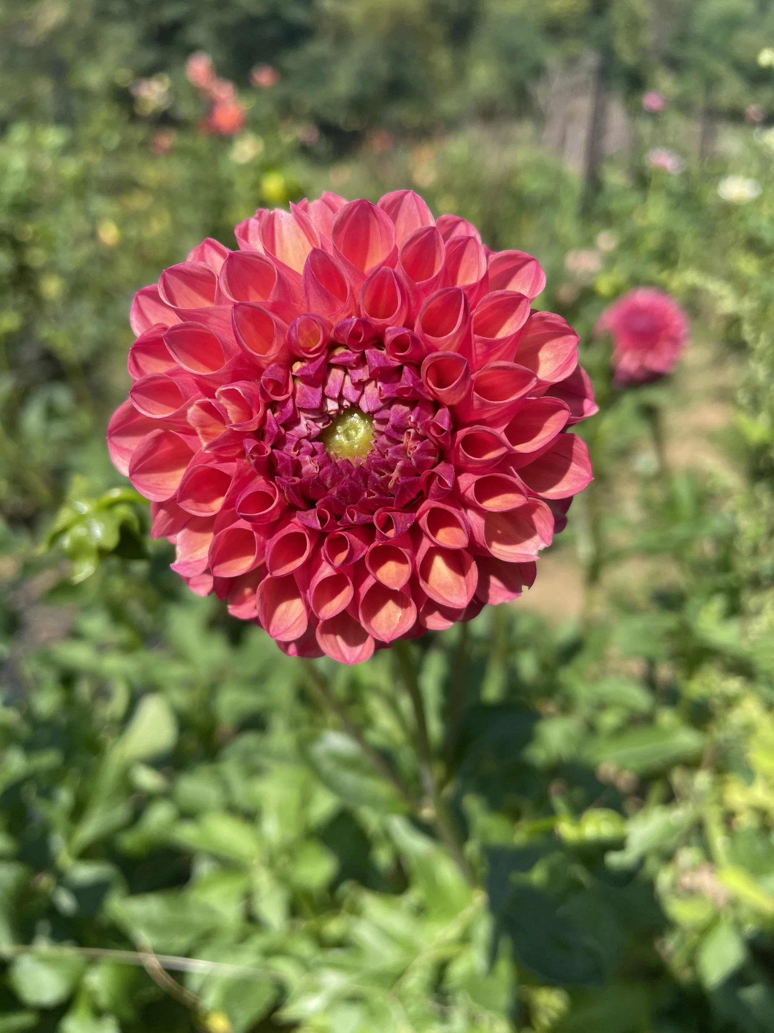 IMG_5219.jpeg