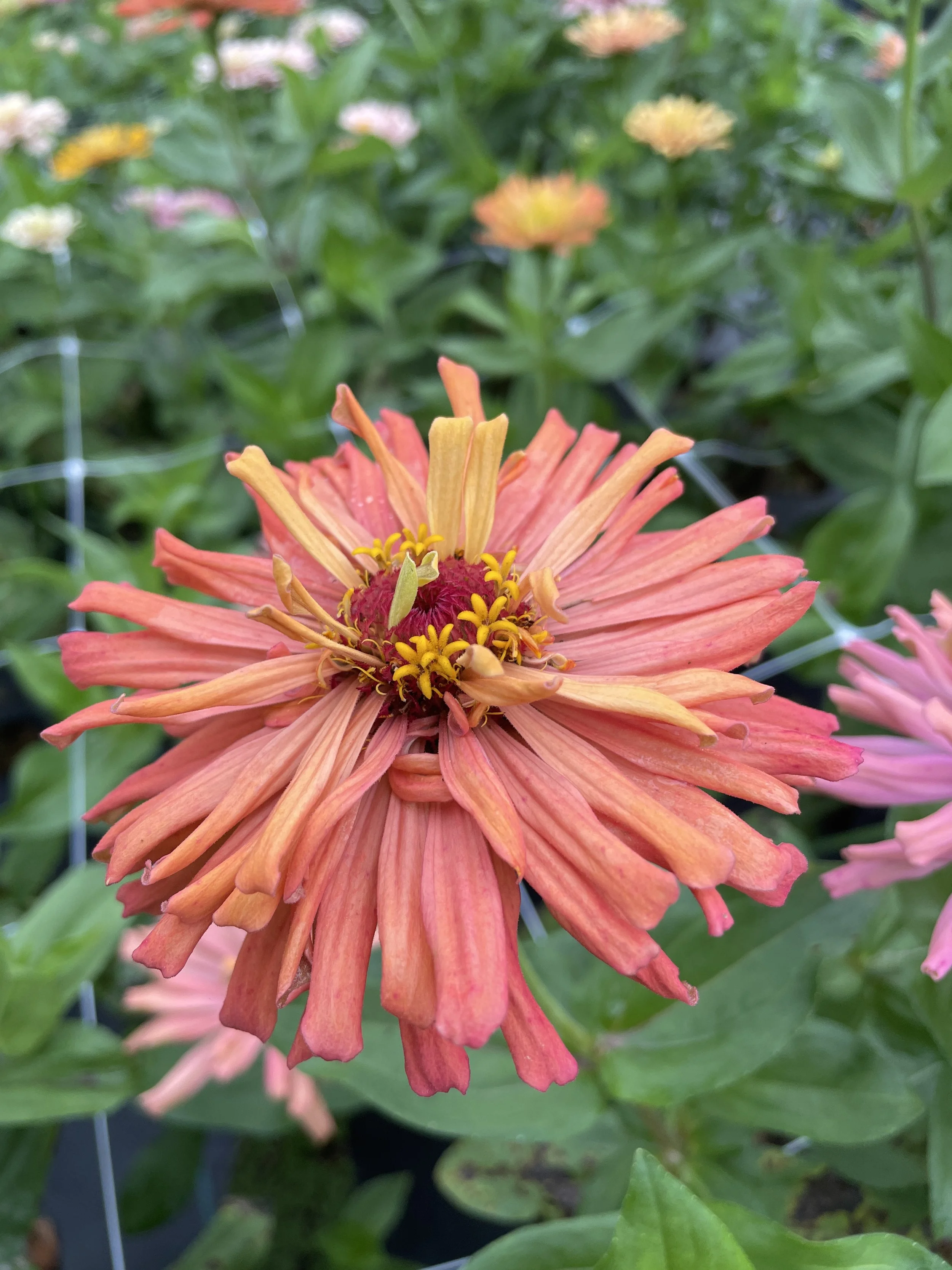 IMG_4623.jpeg