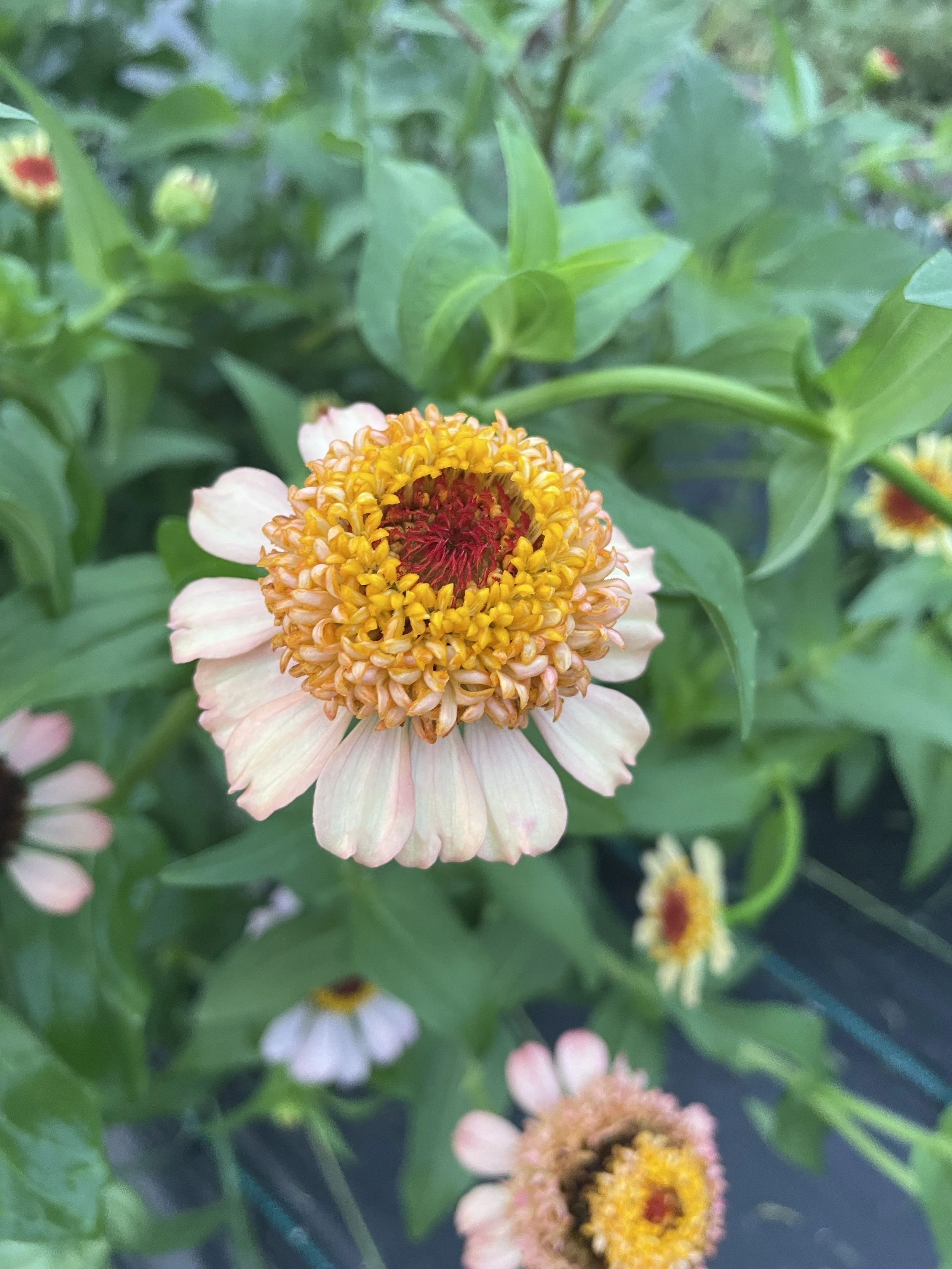 IMG_2027.jpeg