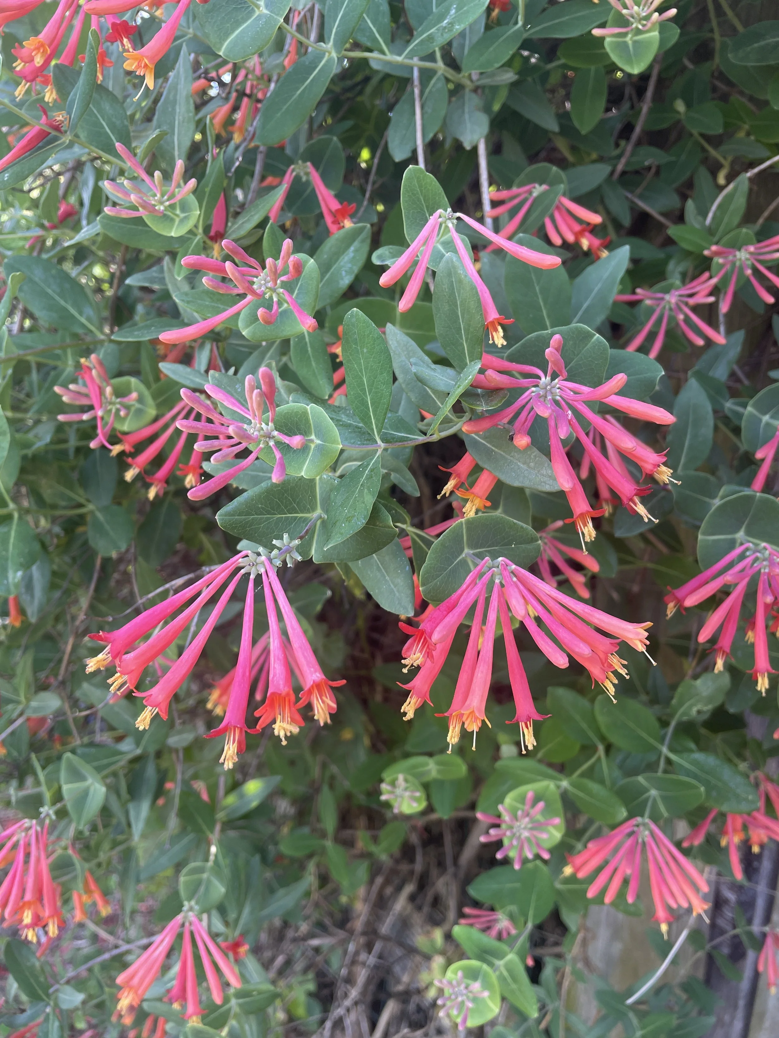 IMG_4153.jpeg