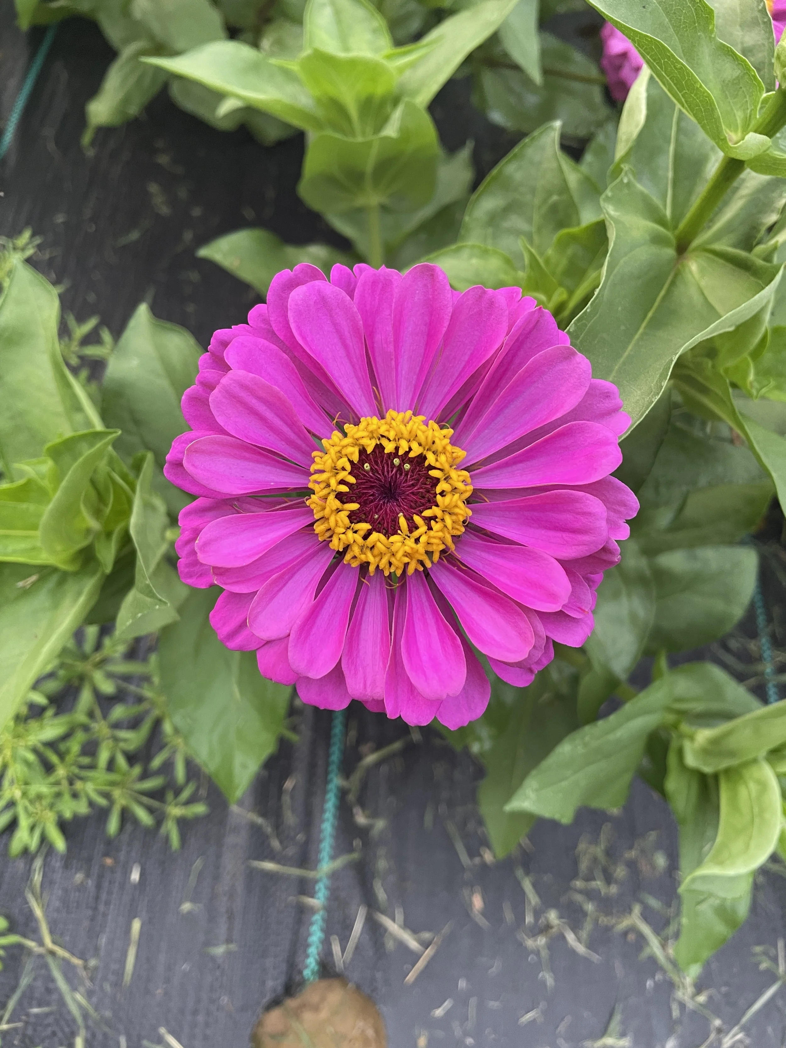IMG_2024.jpeg
