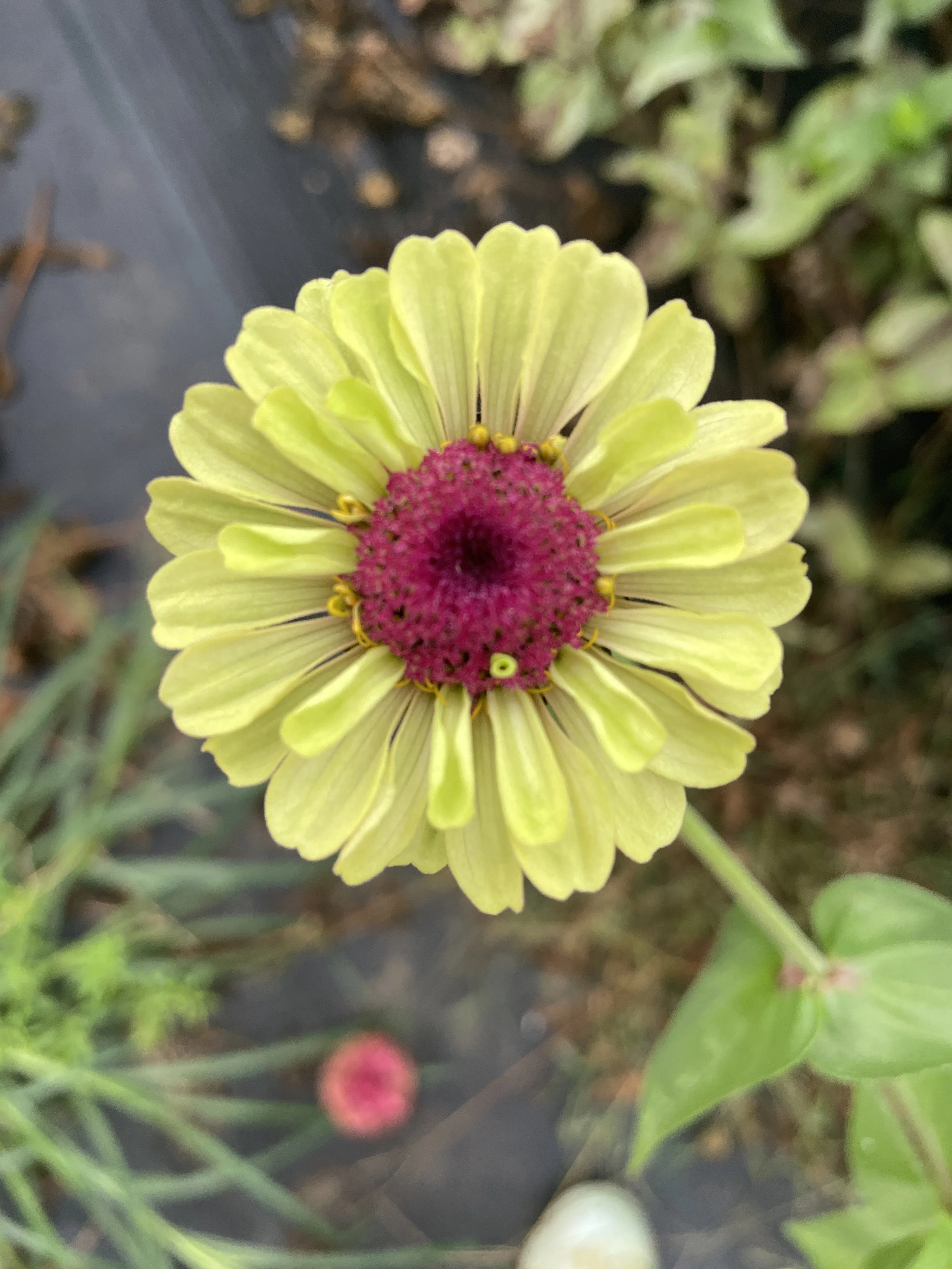 IMG_5150.jpeg