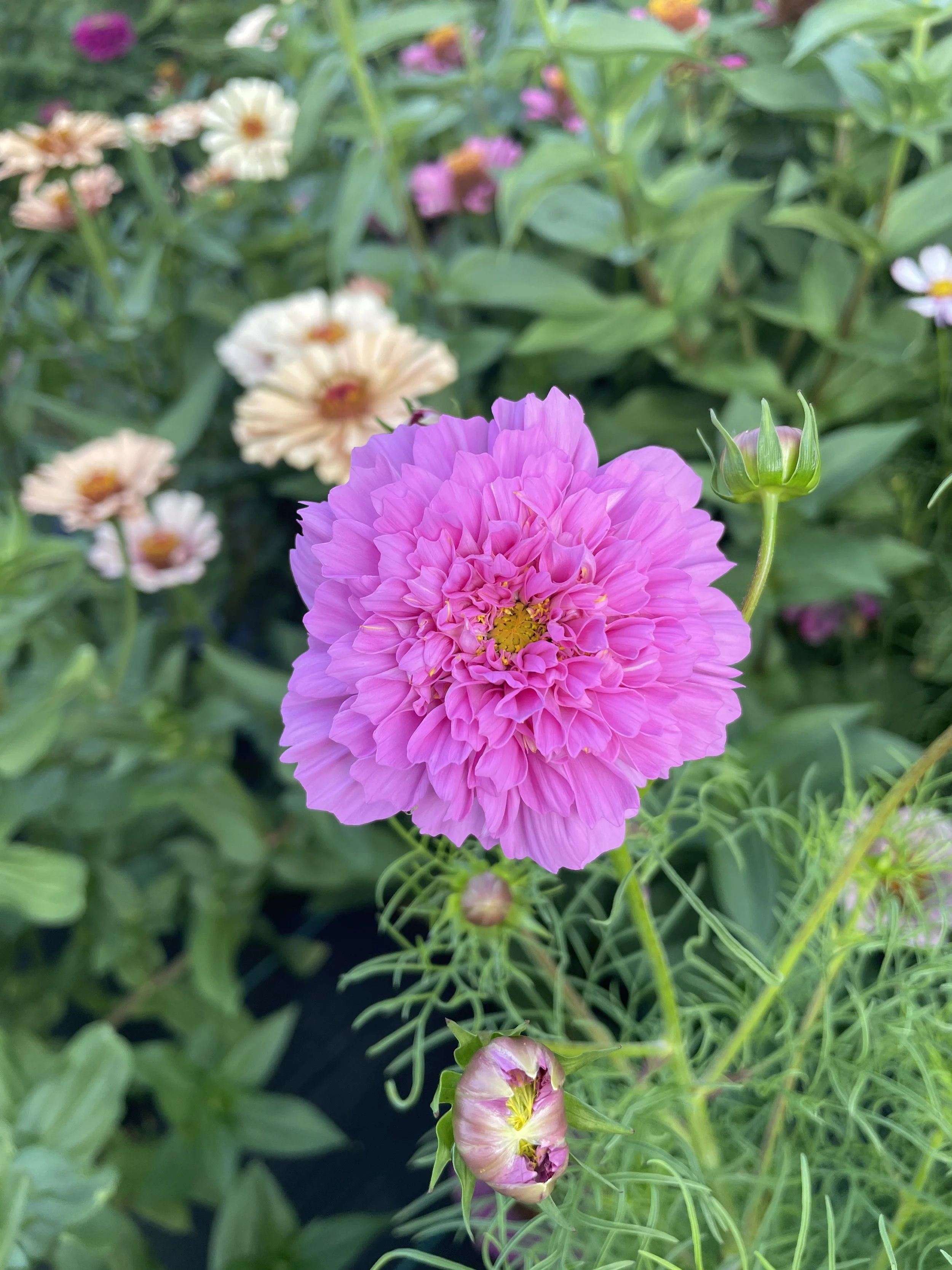 IMG_2260.jpeg