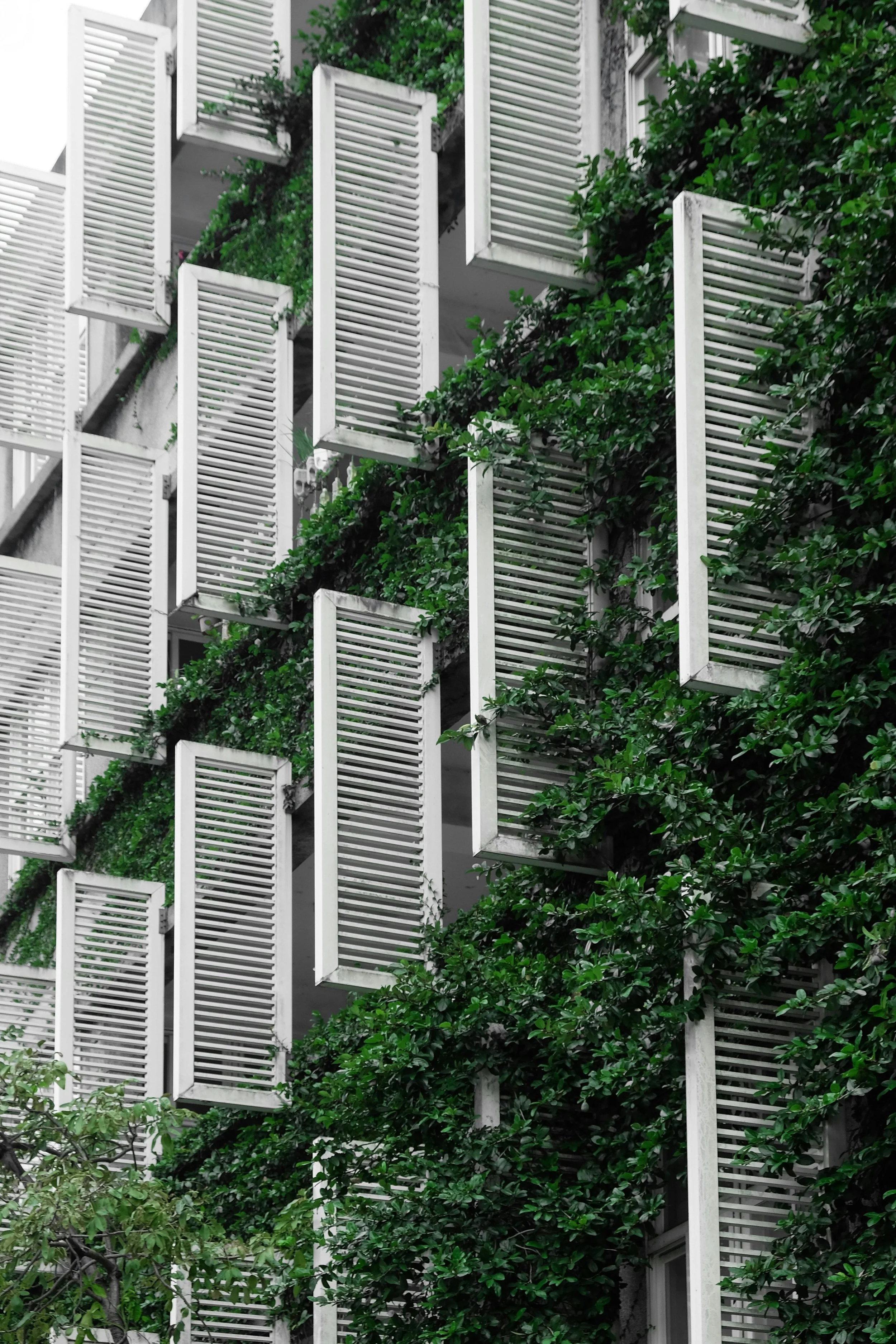 A building with multiple white window shutters and green plants growing around and between the shutters.