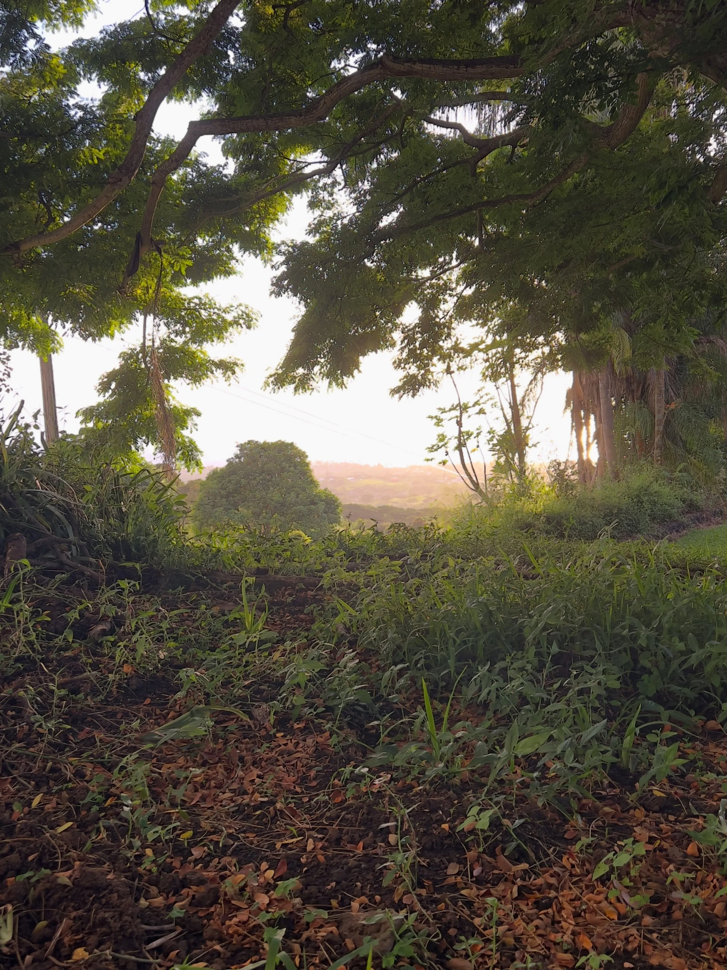 ⚠️ Storm Preparedness Reminder

HCA encourages coffee farmers across Hawai&lsquo;i to prepare now for the developing storm. Secure equipment, drying areas and stored coffee; clear drains and waterways; protect farm structures; and check generators, f