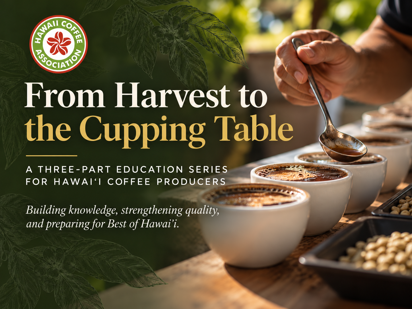 From Harvest to the Cupping Table: Building Quality for Best of Hawaiʻi