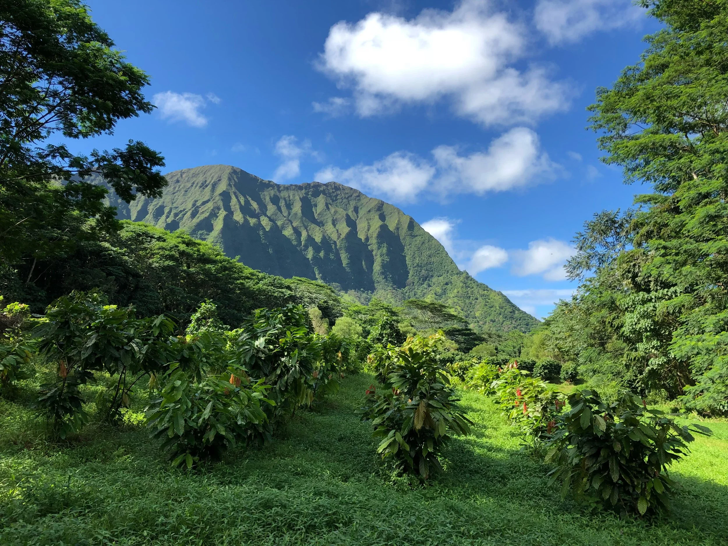 Coffee communities are built by showing up.

Today, members of the O&rsquo;ahu coffee community are gathering at Maunawili for hands-on farm workday led by @jbrd . 

Events like this are about more than getting work done. They create opportunities to
