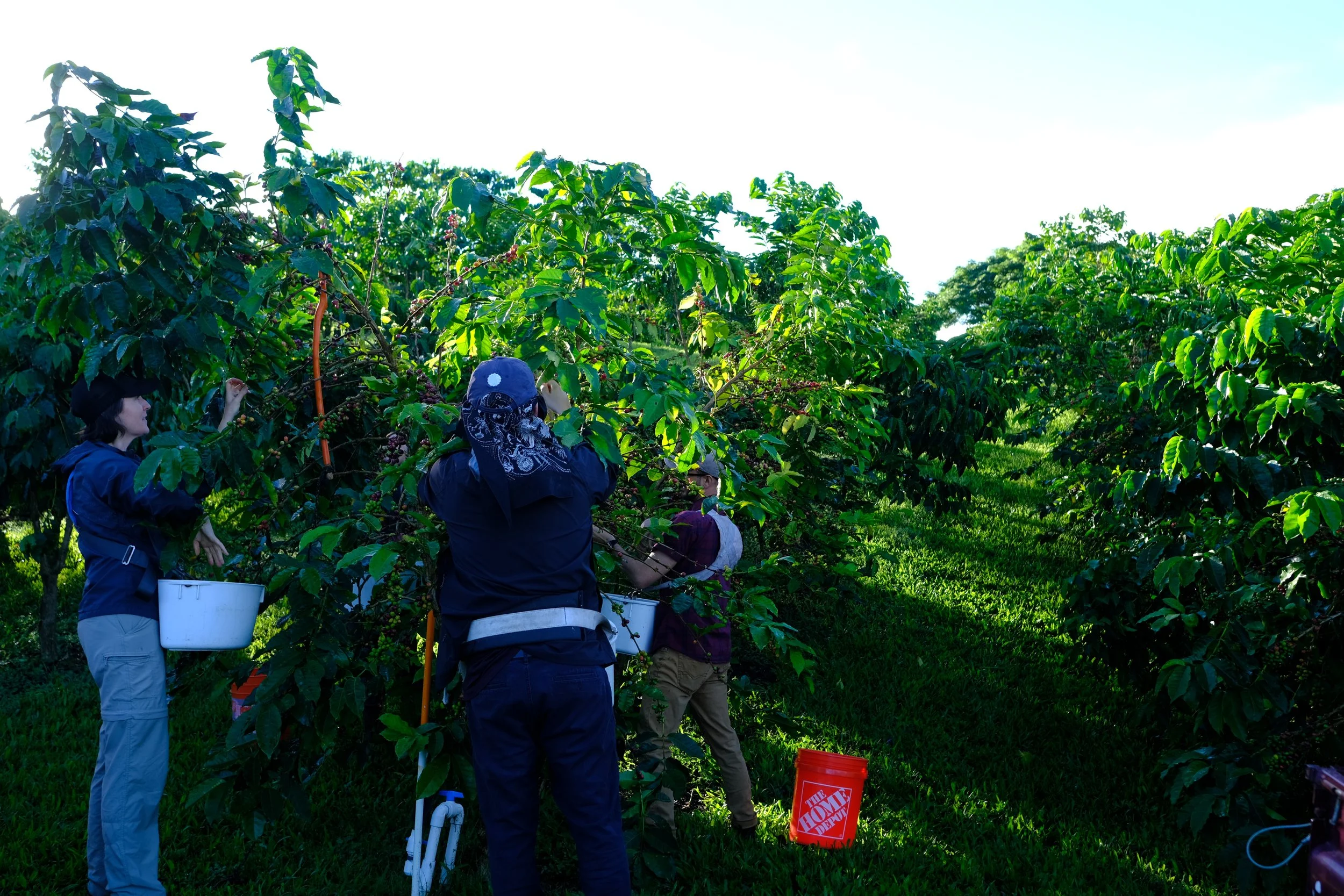 Coffee pickers hand harvesting ripe cherry from coffee trees