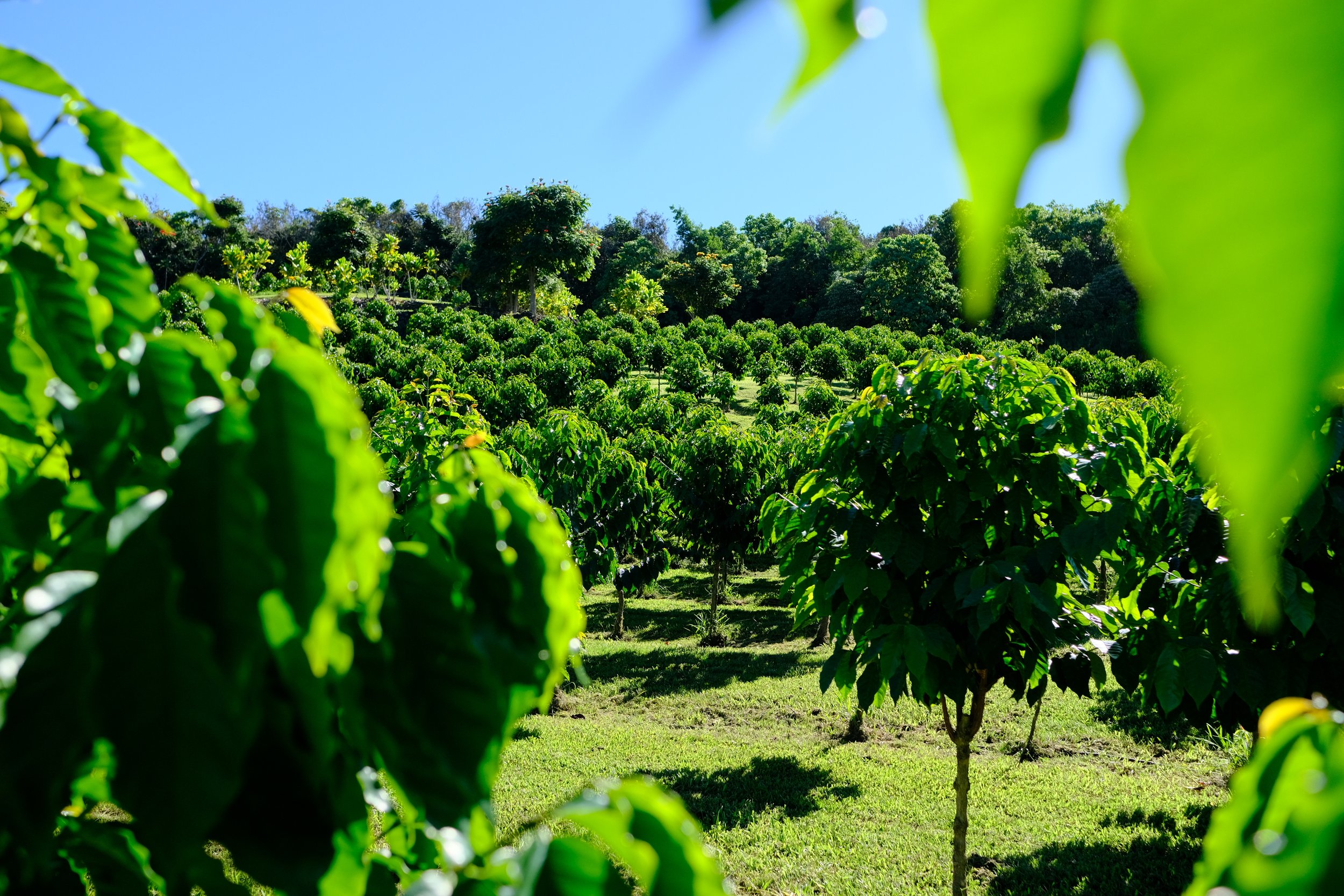 Rows of lush coffee trees on a coffee farm in Kona.