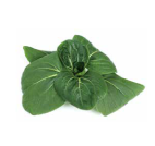 Close-up of green plant leaves