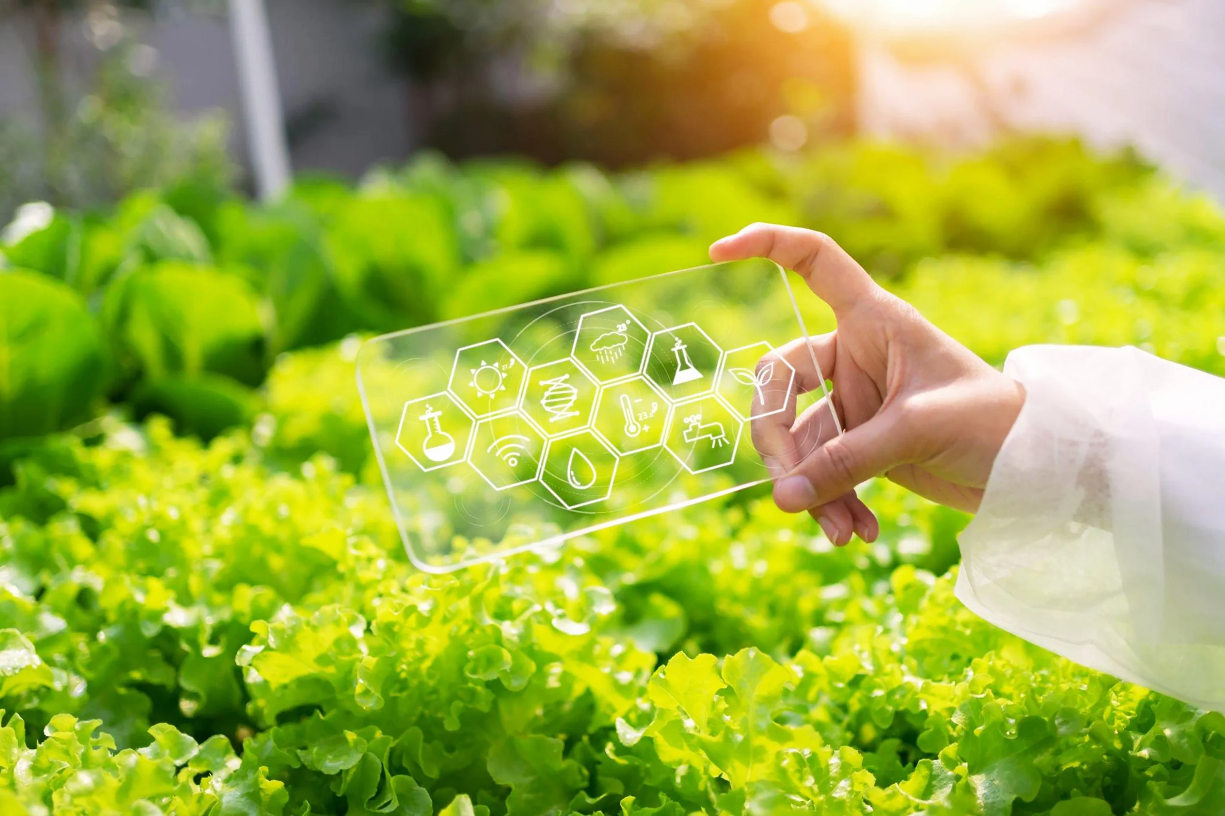 Person holding transparent digital screen over lush green crops with icons related to agriculture and technology, illuminated by sunlight.