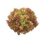 A bunch of fresh lettuce with green and reddish leaves