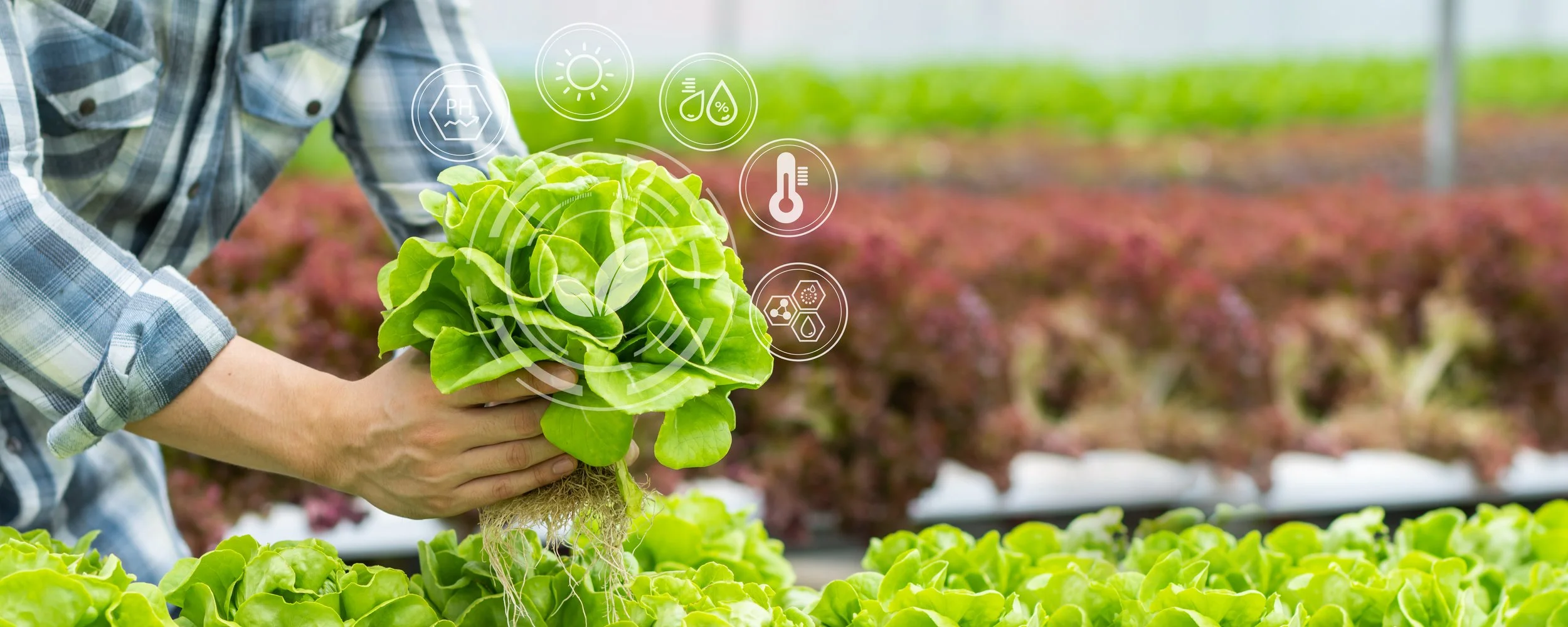Person holding a head of lettuce in a greenhouse with icons overlay related to plant science and monitoring.