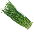 Bundle of green chives or scallions