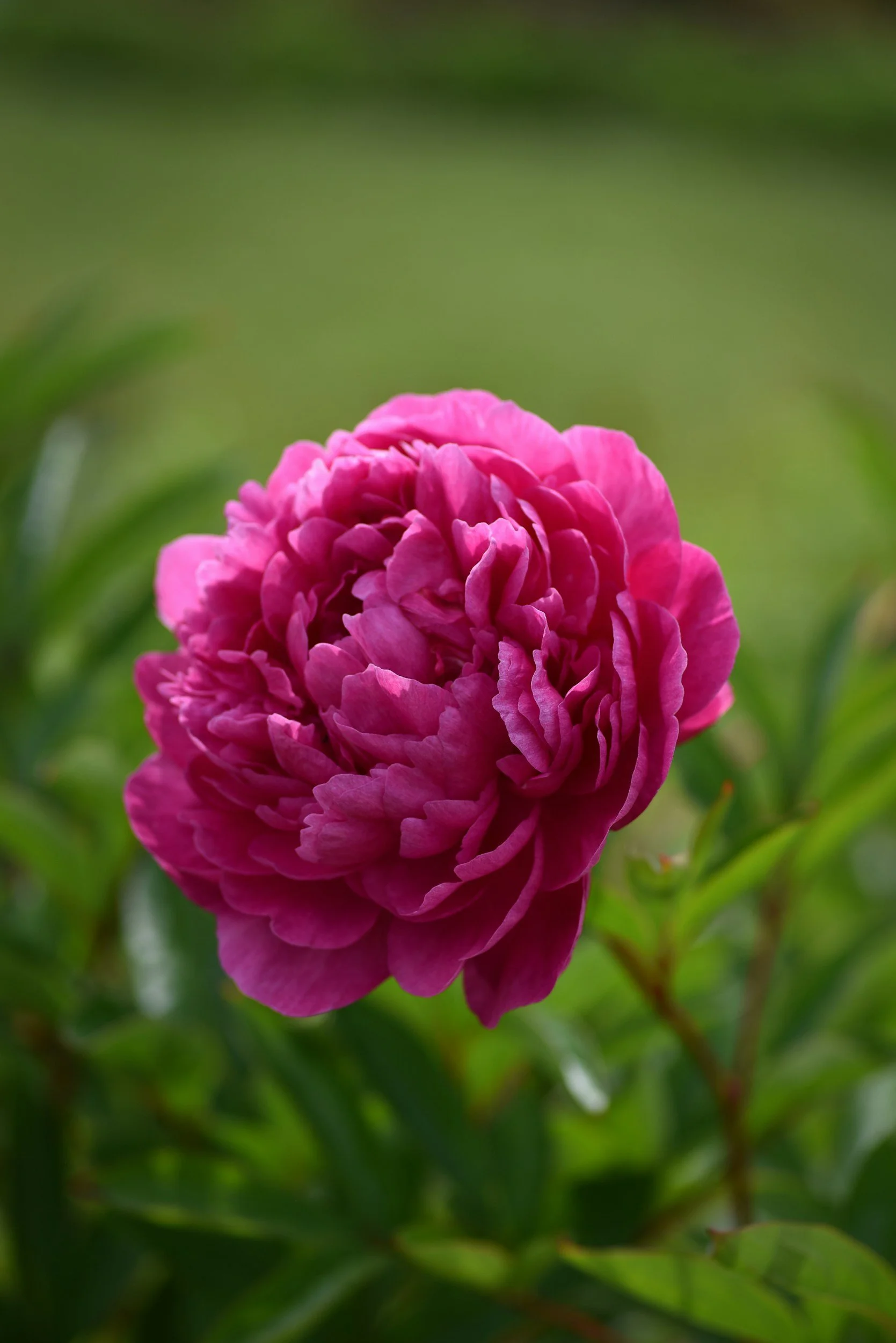 Close-up of a vibrant pink peony flower with lush green foliage in the background.