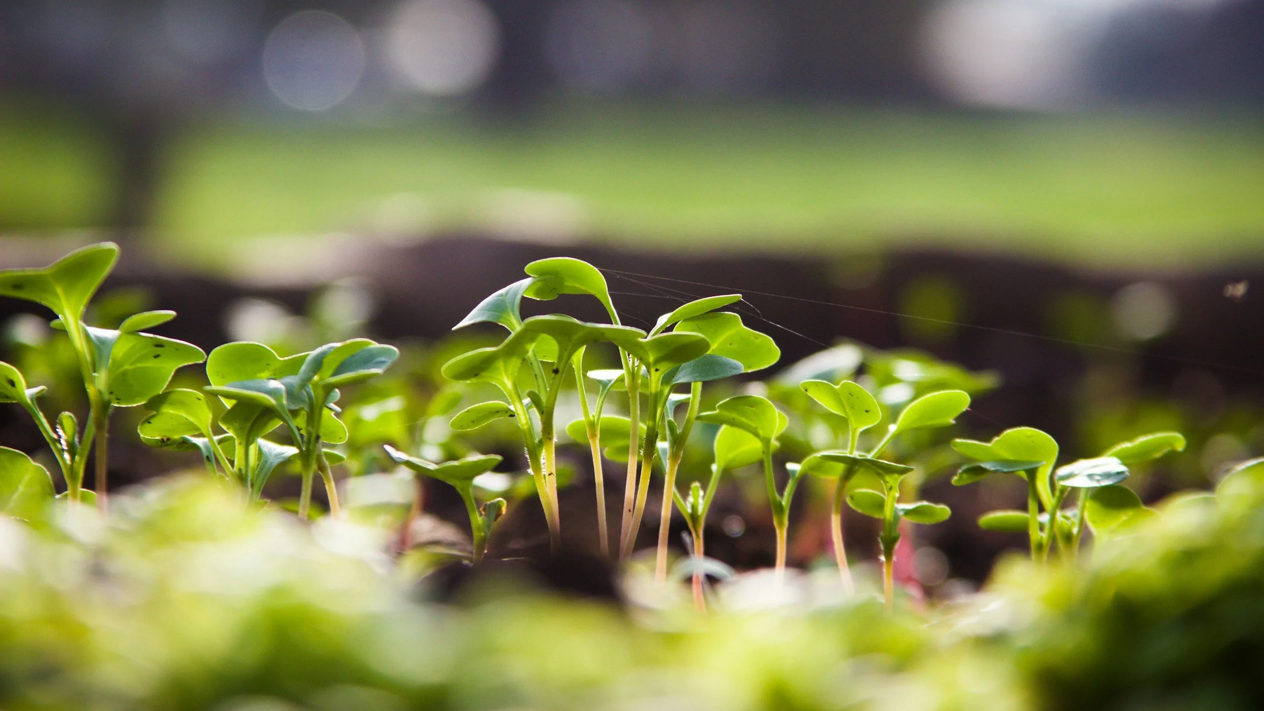 Close-up of small green seedlings sprouting from dark soil in sunlight