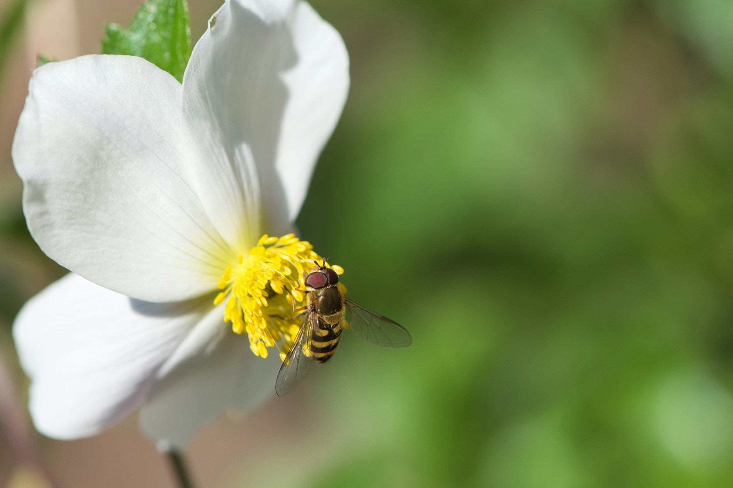 Close-up of a white flower with yellow center and a hoverfly resting on it against a green blurred background.