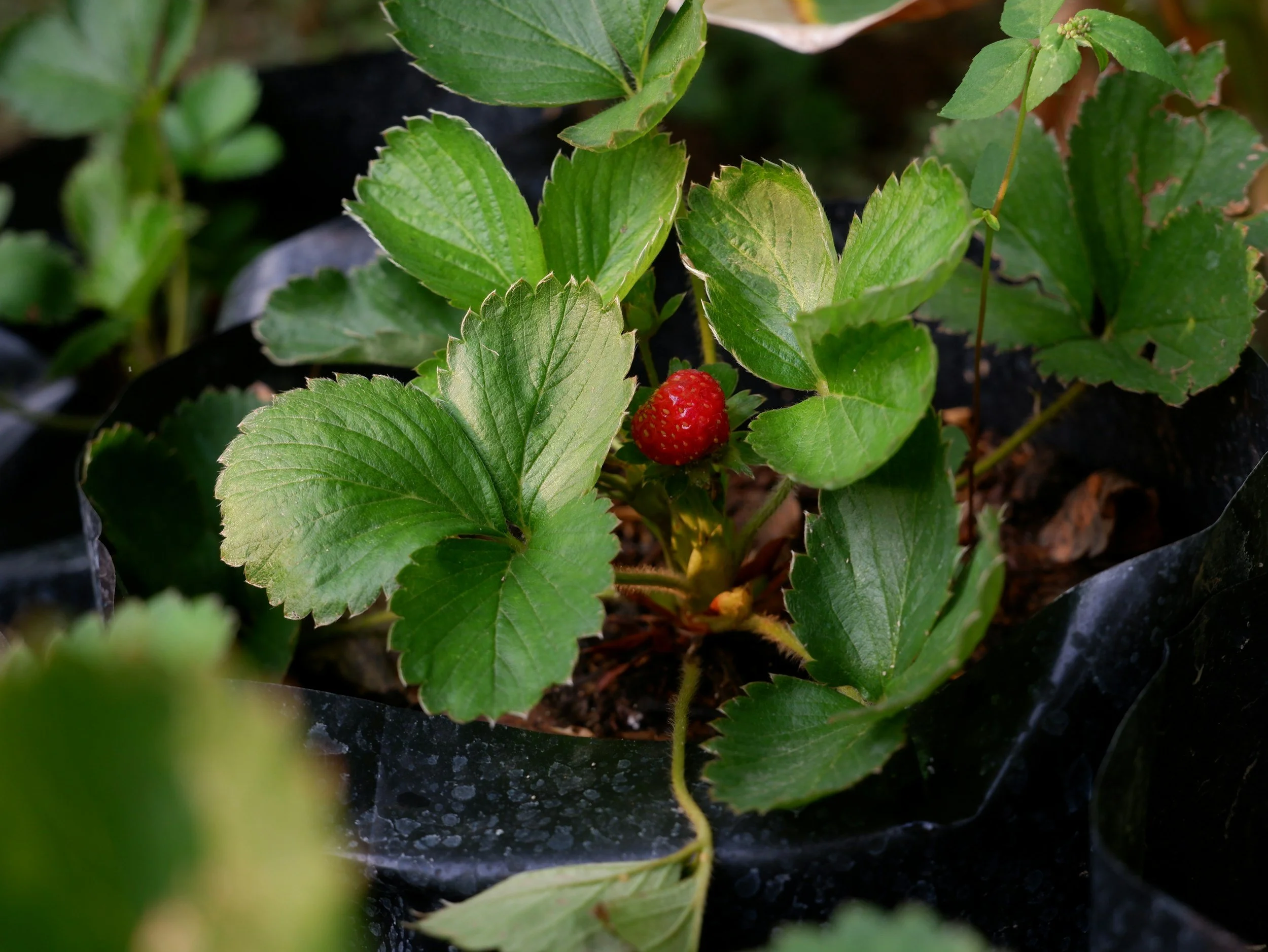A close-up of a strawberry plant with green leaves and a small, ripe red strawberry growing among the leaves in soil covered with black plastic mulch.