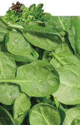 Close-up of fresh green leafy spinach.