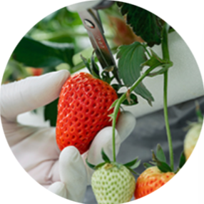 Person harvesting a large ripe strawberry from a plant with green leaves, using white gloves.