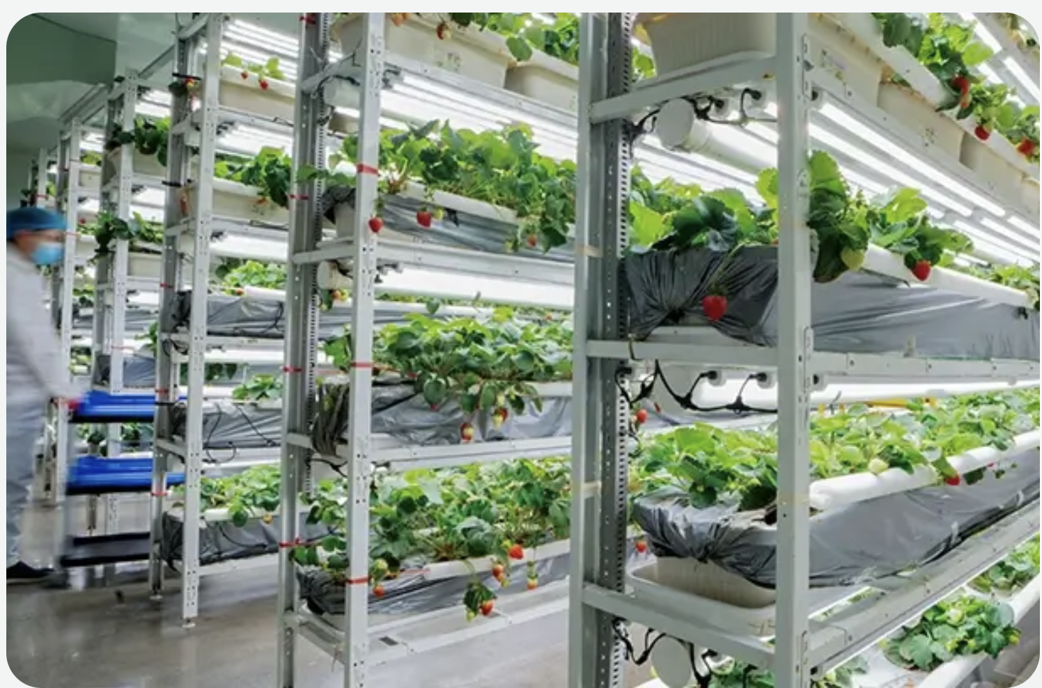 Indoor vertical strawberry farm with multiple layers of strawberry plants in containers, grown on metal shelves under grow lights, with a worker in the background wearing a mask and gloves.