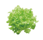 Fresh curly lettuce head