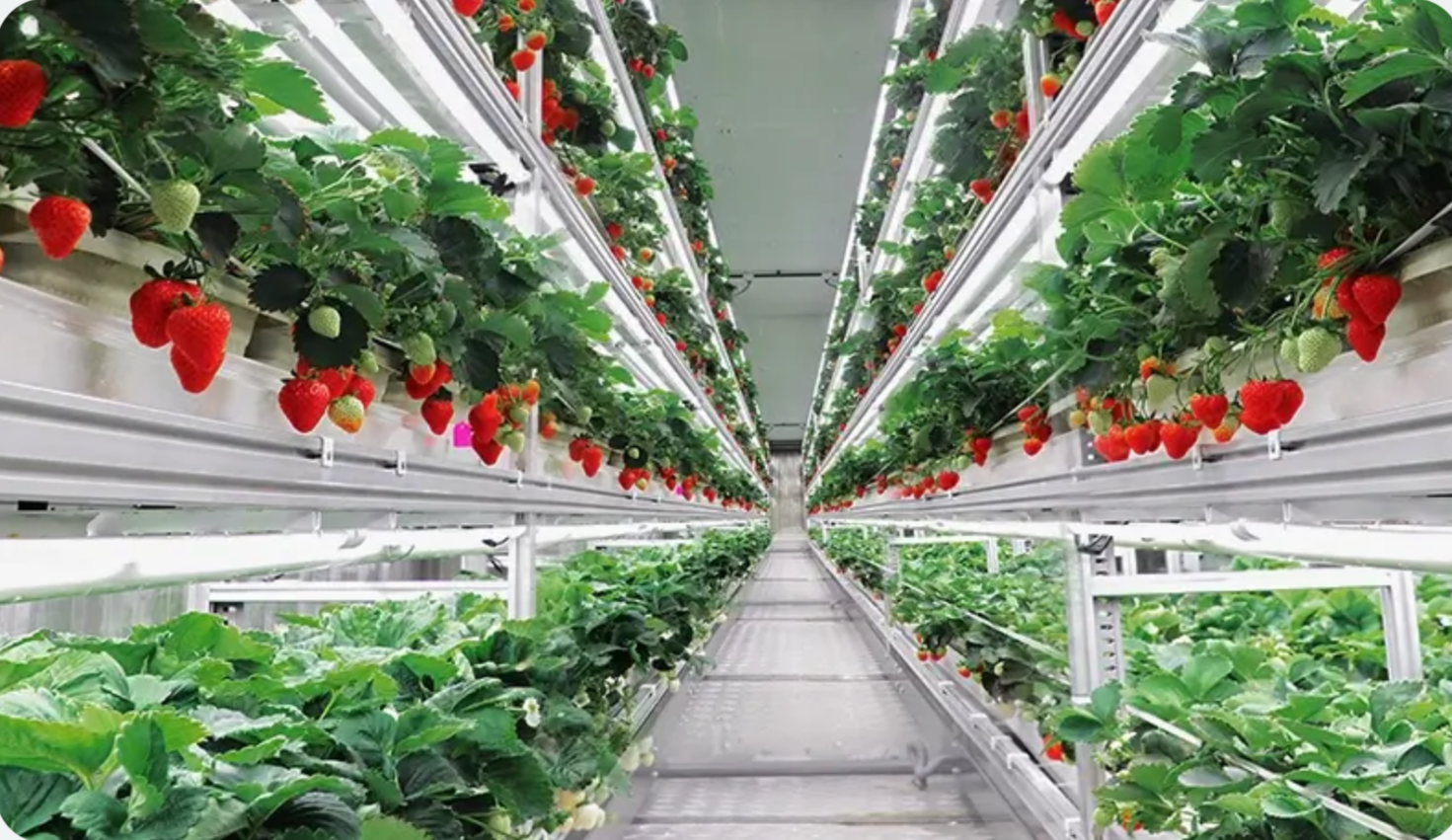 Inside a modern greenhouse with rows of strawberry plants and lush green foliage growing in tiered white containers, illuminated by bright LED lighting.