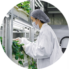 Scientist in lab coat, hairnet, and mask inspecting leafy plants in laboratory growing environment