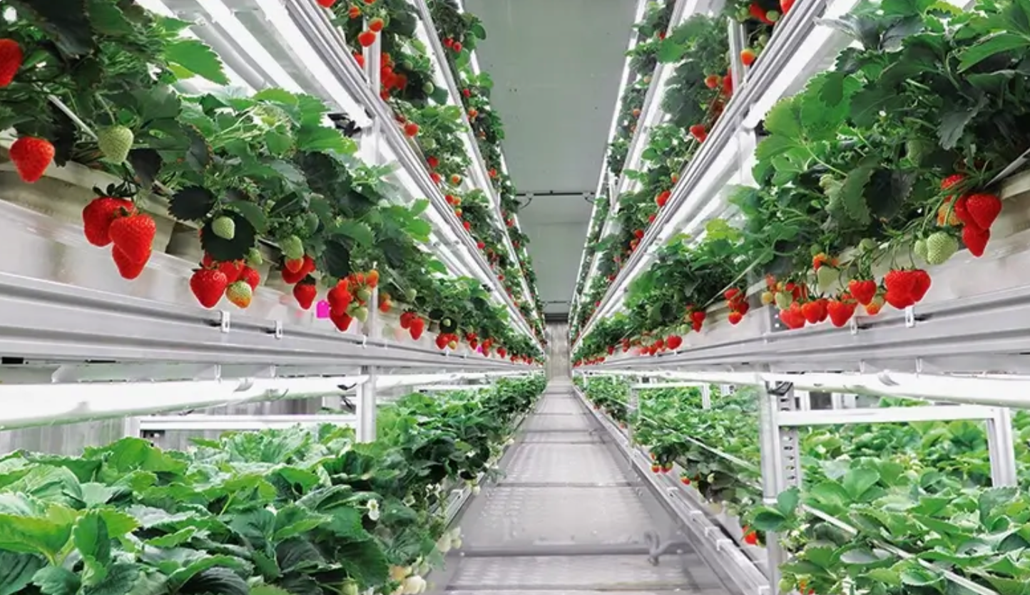 Inside a modern greenhouse with rows of strawberry plants planted on elevated beds. The strawberries vary in ripeness, with some red and ripe, others green or white. Plant support structures and bright LED lighting illuminate the plants.