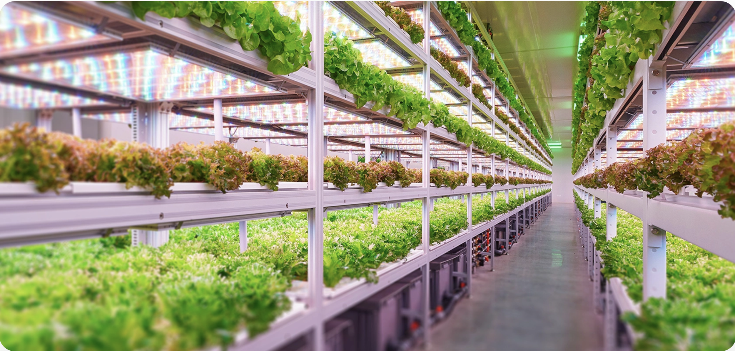 High-tech indoor farm with rows of lettuce and other leafy greens growing on multi-level LED-lit shelves.