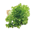 Fresh green lettuce leaves