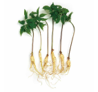 Four sprouted plant roots with green leaves.