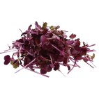 A bunch of microgreens with purple and green leaves.