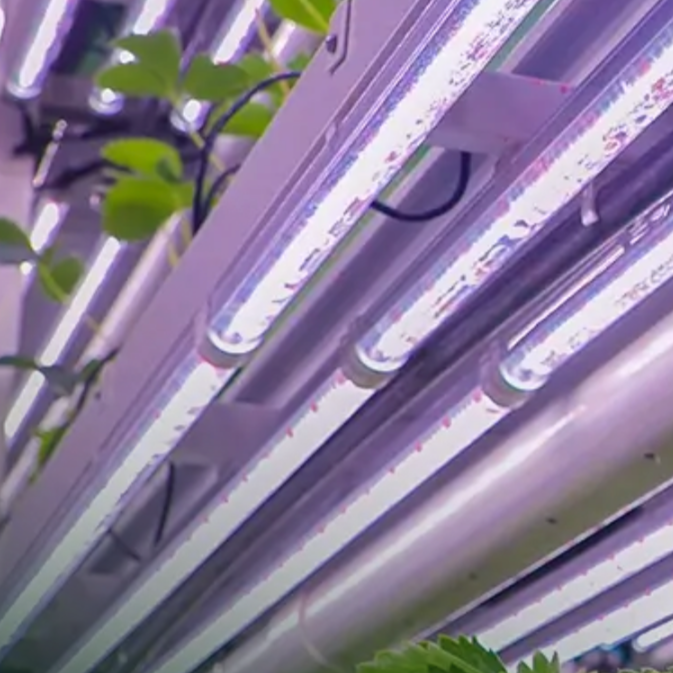 Close-up of LED grow lights installed on a ceiling or structure, with green plant leaves nearby.