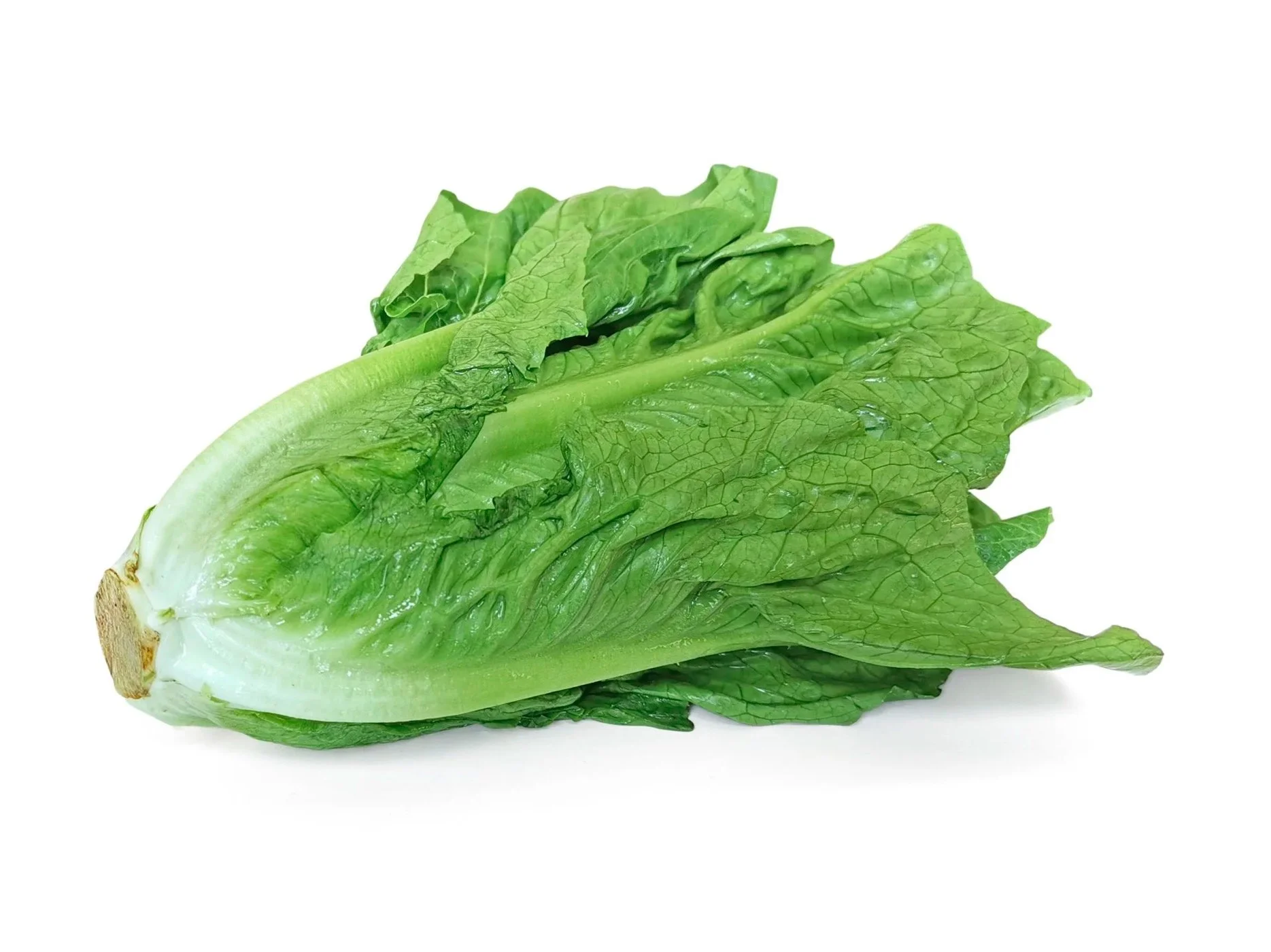 Fresh green leaf lettuce with textured leaves on white background.