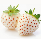 Two white strawberries with green leaves, one with a sprig of mint.