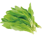 Fresh green lettuce leaves