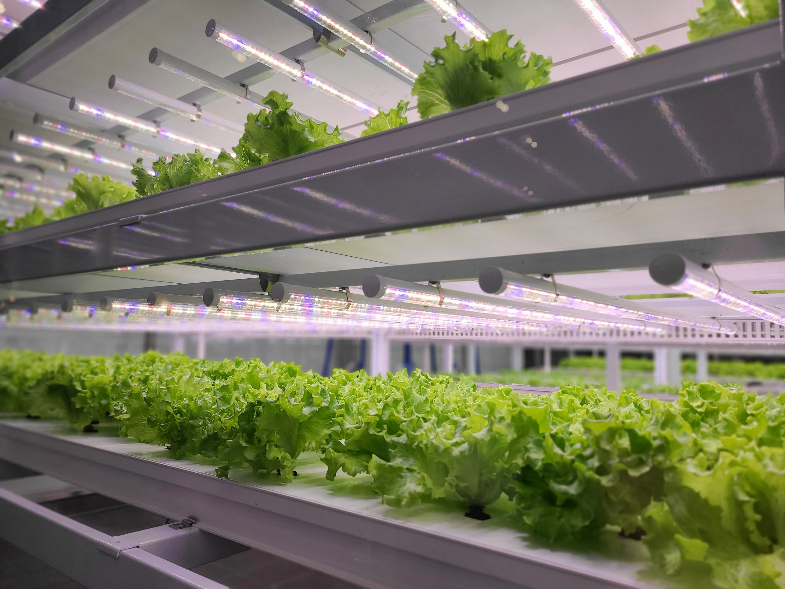 Indoor hydroponic farm with multiple shelves of leafy greens under LED grow lights.