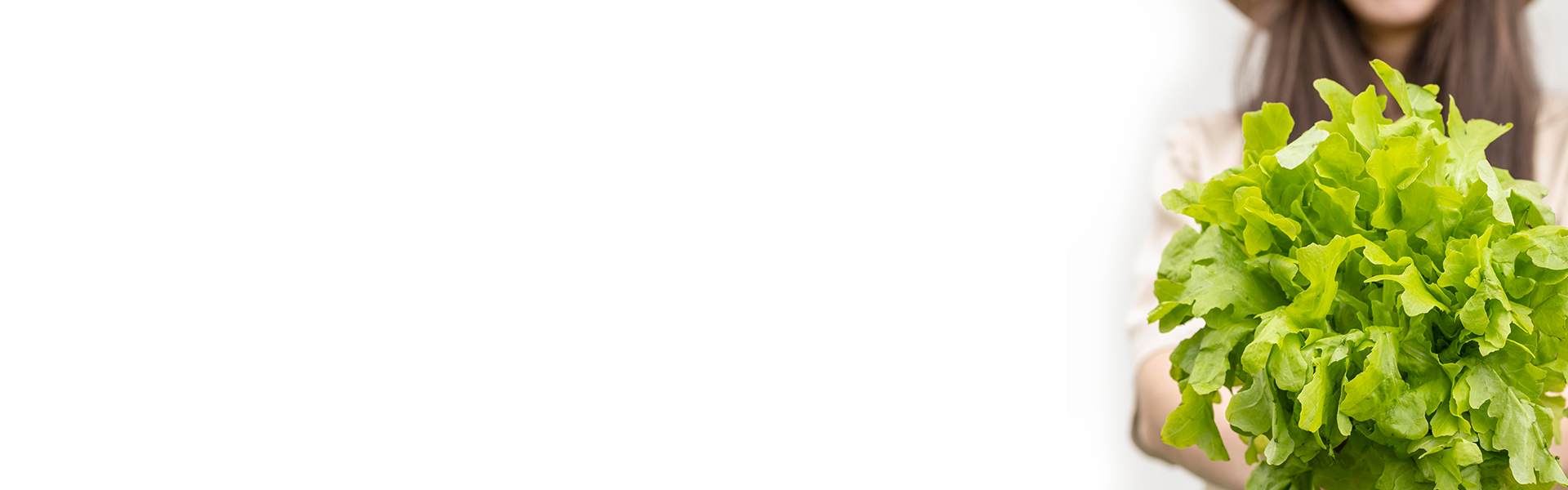 Person holding a large bunch of fresh green lettuce.