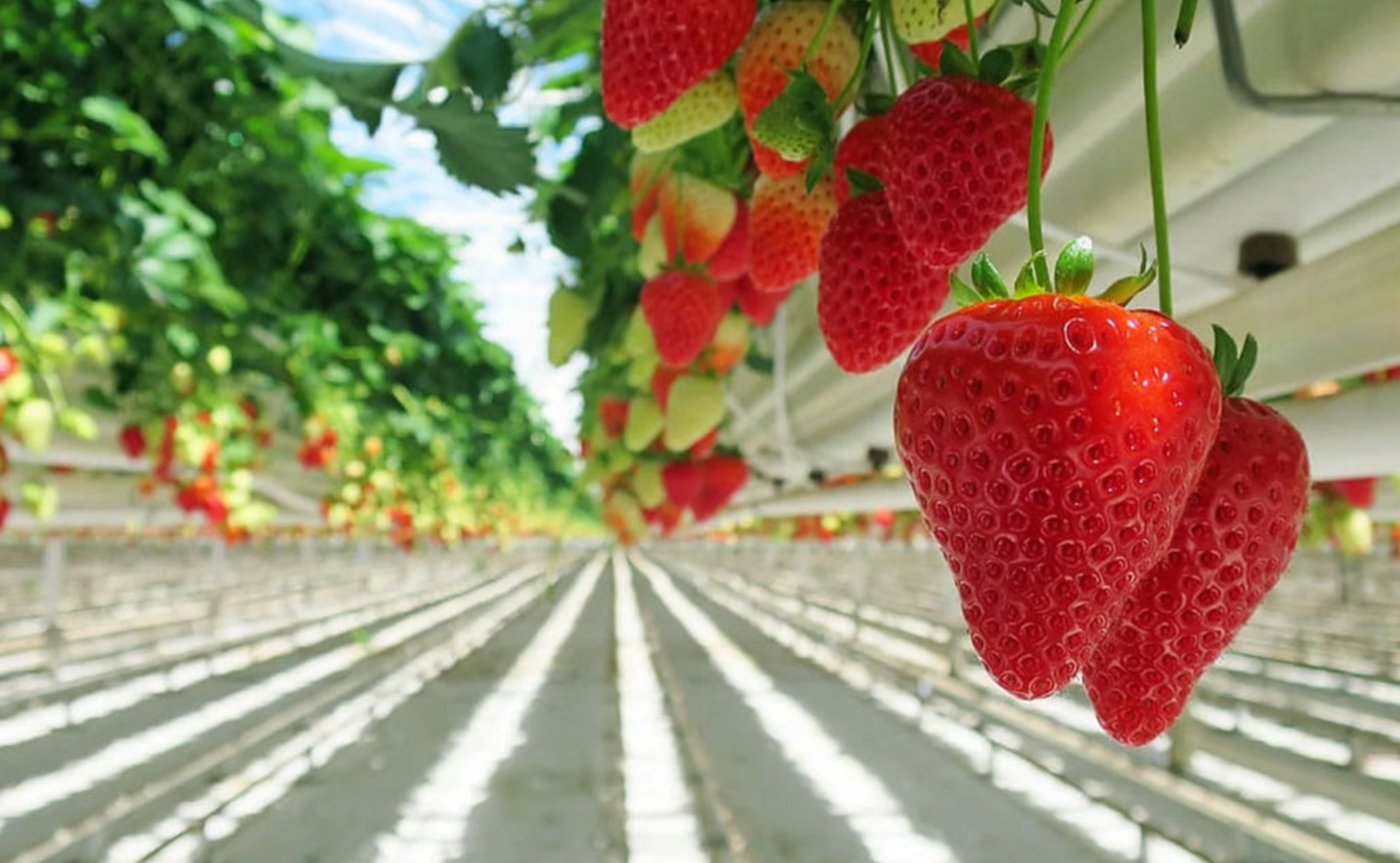 Close-up of ripe red strawberries hanging upside down in a greenhouse with rows of strawberry plants in the background.