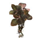 Plant with green and pinkish leaves