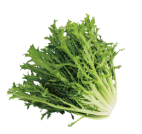 Fresh bunch of curly leaf lettuce