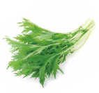 Fresh green lettuce leaf