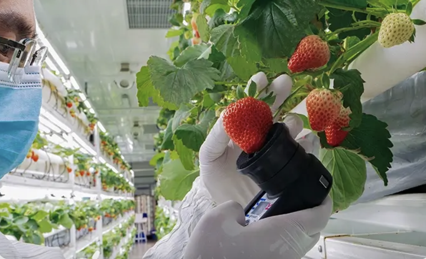 Scientist in a lab wearing a face mask and glove inspecting ripe strawberries on a plant in a controlled environment or greenhouse.