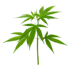 Green marijuana plant with multiple leaves.